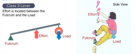 Class 3 lever: the effort sits between the fulcrum and the load.